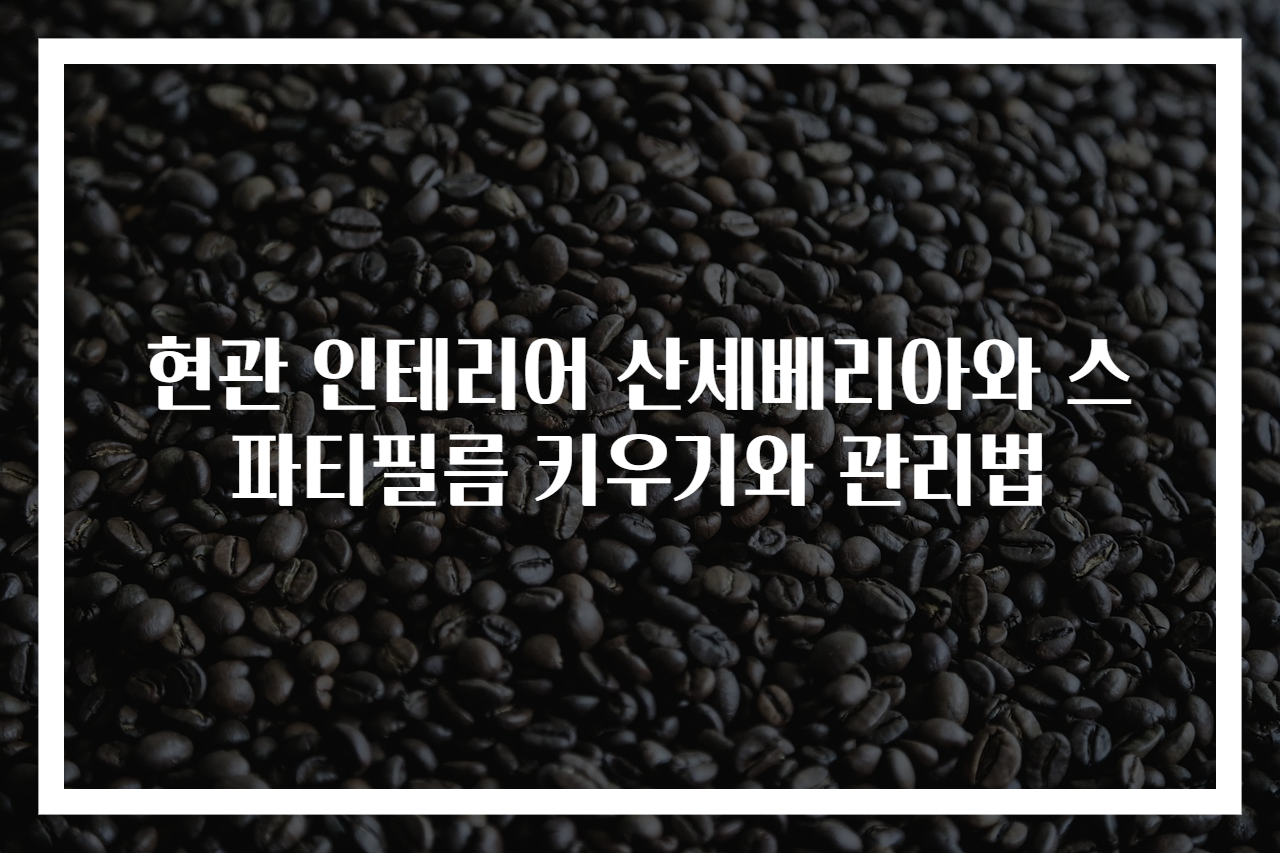 현관 인테리어 산세베리아와 스파티필름 키우기와 관리법