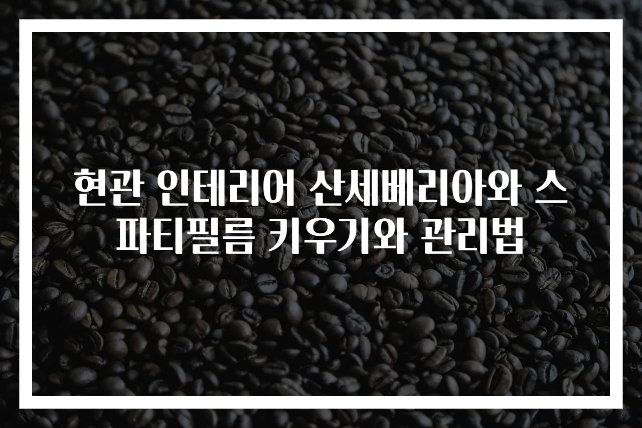 현관 인테리어 산세베리아와 스파티필름 키우기와 관리법