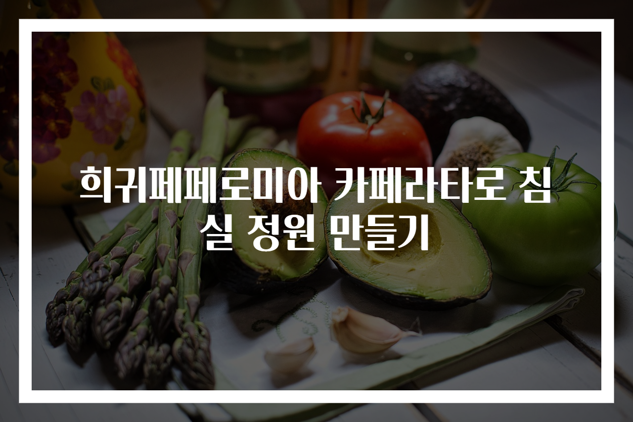 희귀페페로미아 카페라타로 침실 정원 만들기
