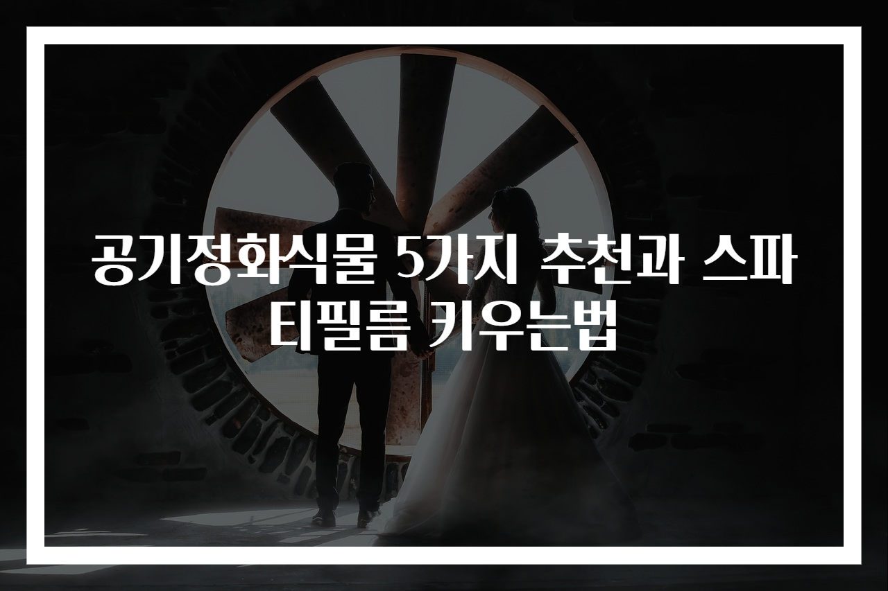 공기정화식물 5가지 추천과 스파티필름 키우는법