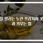 봄을 알리는 노란 프리지아 꽃말과 키우는 법