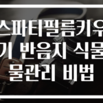 스파티필름키우기 반음지 식물물관리 비법