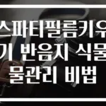 스파티필름키우기 반음지 식물물관리 비법