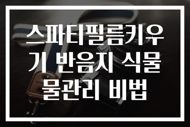 스파티필름키우기 반음지 식물물관리 비법