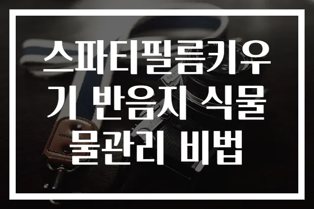 스파티필름키우기 반음지 식물물관리 비법