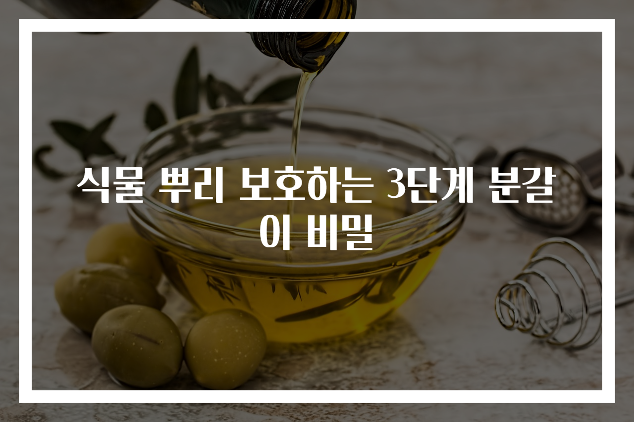 식물 뿌리 보호하는 3단계 분갈이 비밀