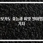 아보카도 효능과 씨앗 발아법 3가지