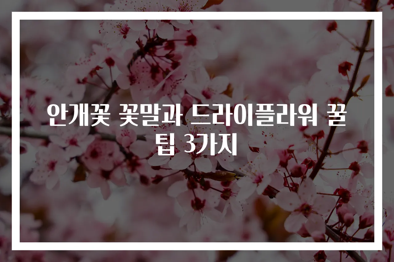 안개꽃 꽃말과 드라이플라워 꿀팁 3가지