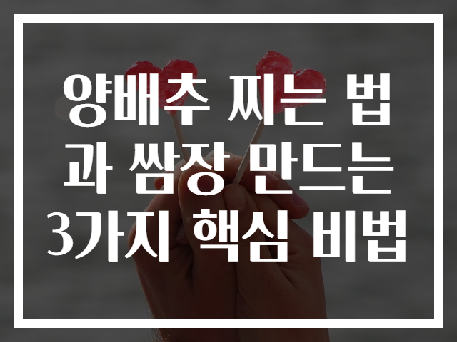 양배추 찌는 법과 쌈장 만드는 3가지 핵심 비법