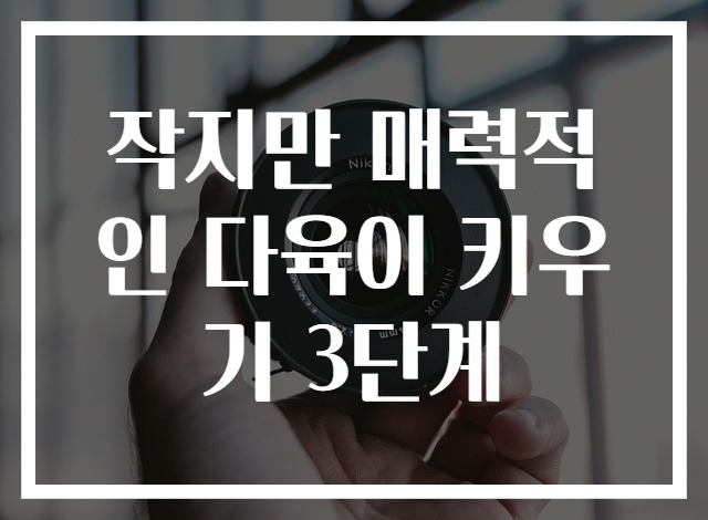 작지만 매력적인 다육이 키우기 3단계