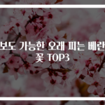 초보도 가능한 오래 피는 베란다꽃 TOP3