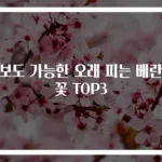초보도 가능한 오래 피는 베란다꽃 TOP3