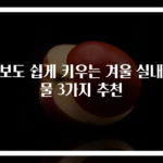 초보도 쉽게 키우는 겨울 실내식물 3가지 추천