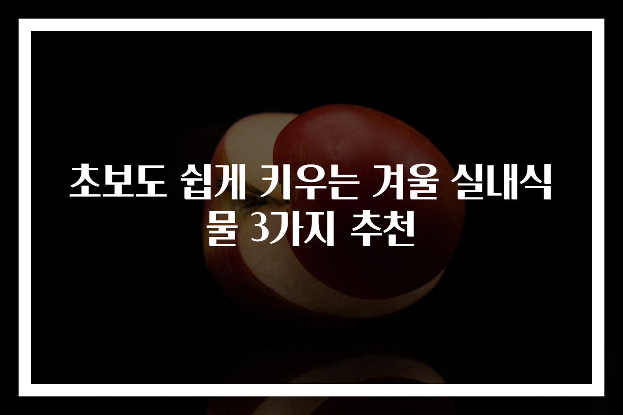 초보도 쉽게 키우는 겨울 실내식물 3가지 추천