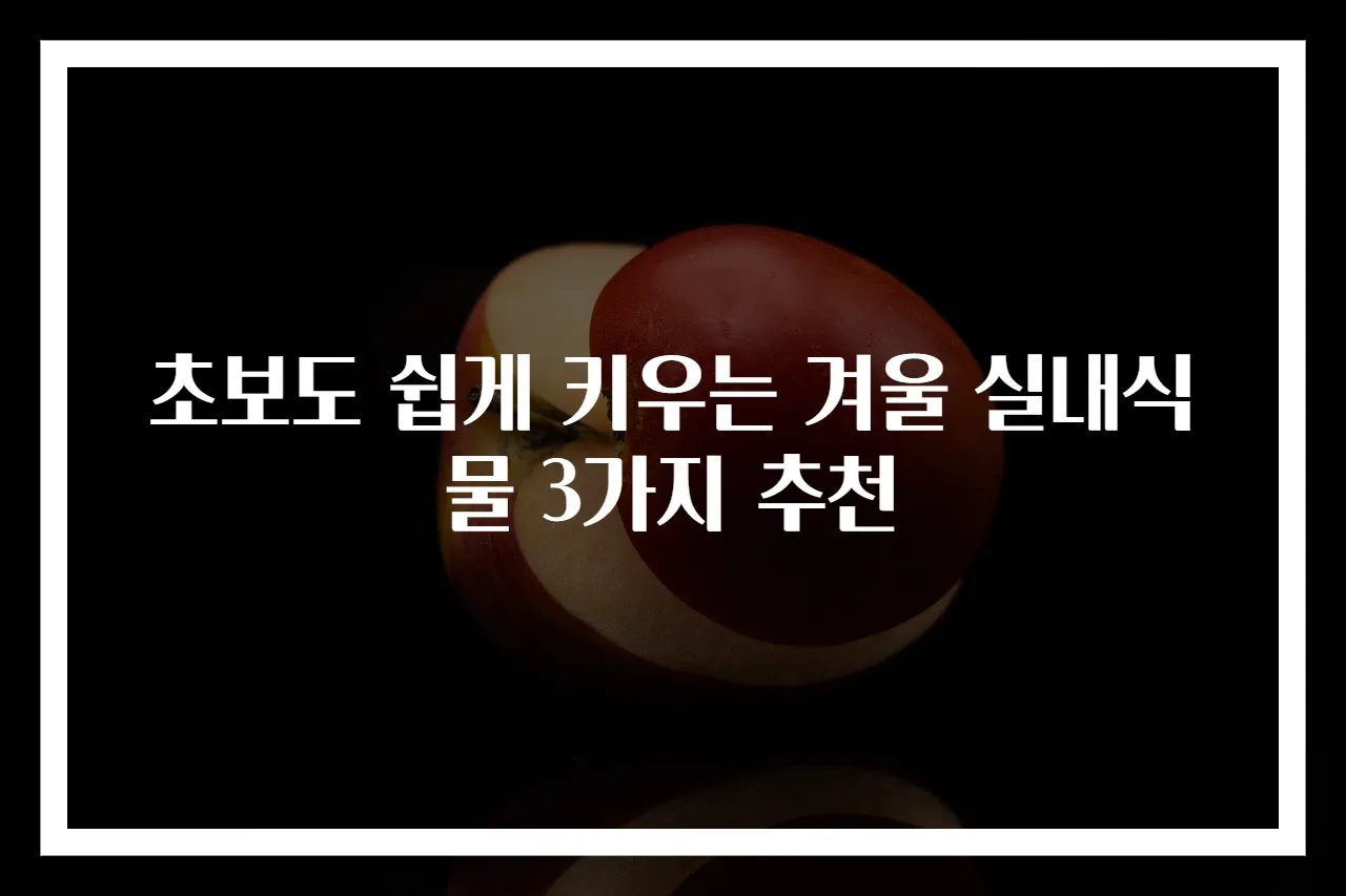 초보도 쉽게 키우는 겨울 실내식물 3가지 추천