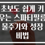 초보도 쉽게 키우는 스파티필름 물주기와 성장 비법