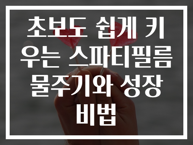 초보도 쉽게 키우는 스파티필름 물주기와 성장 비법