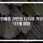 파인애플 선인장 다육이 키우는 5단계 비법