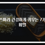 로즈마리 건강하게 키우는 7가지 비밀