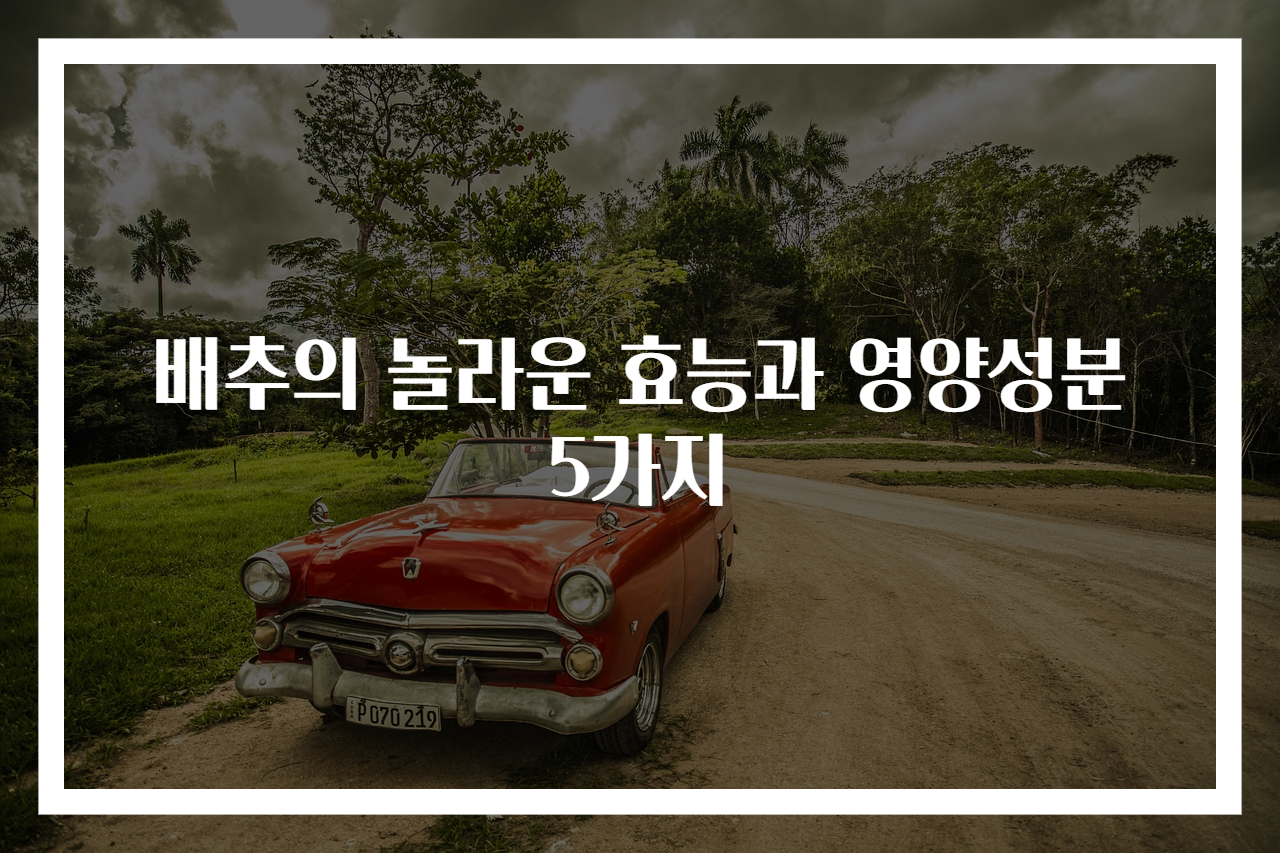 배추의 놀라운 효능과 영양성분 5가지