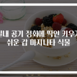 실내 공기 정화에 딱인 키우기 쉬운 갑 마지나타 식물