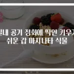 실내 공기 정화에 딱인 키우기 쉬운 갑 마지나타 식물