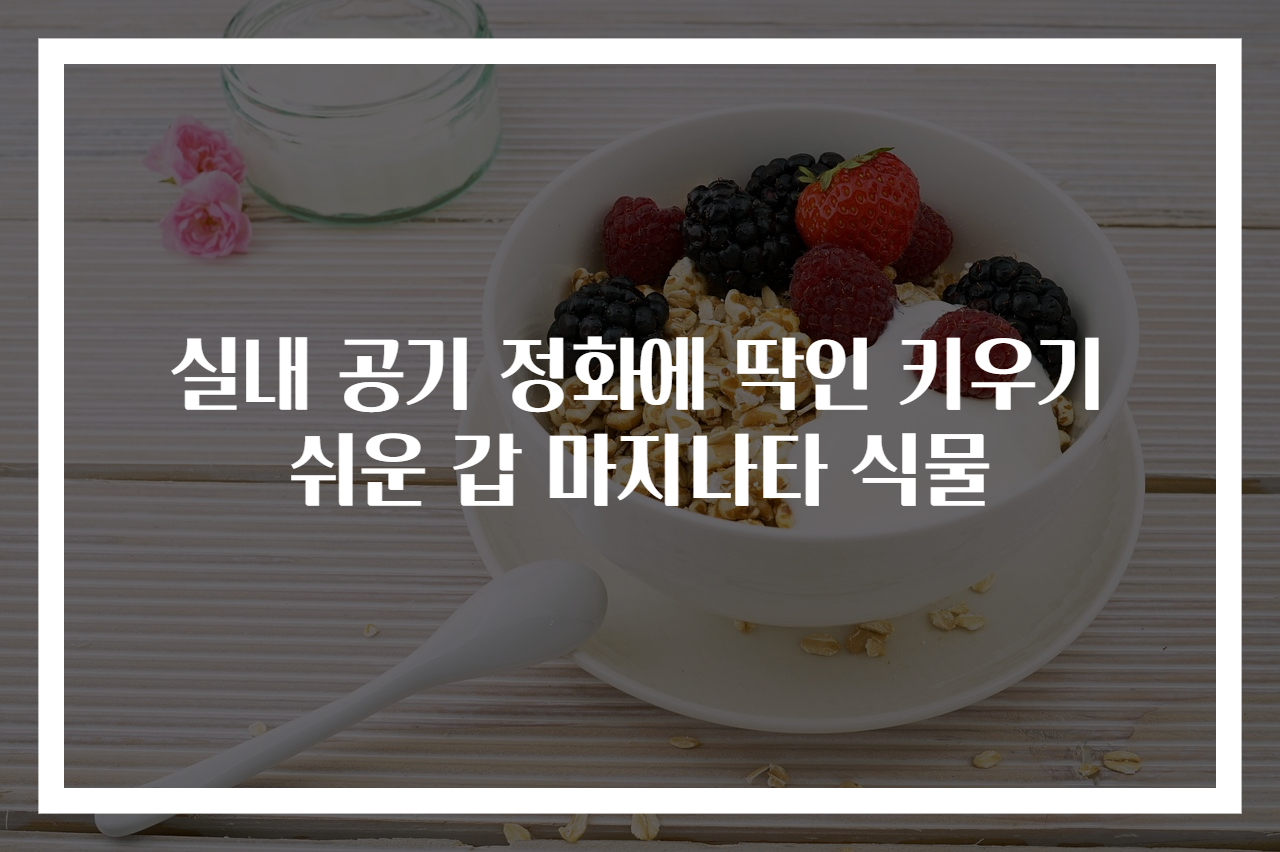 실내 공기 정화에 딱인 키우기 쉬운 갑 마지나타 식물