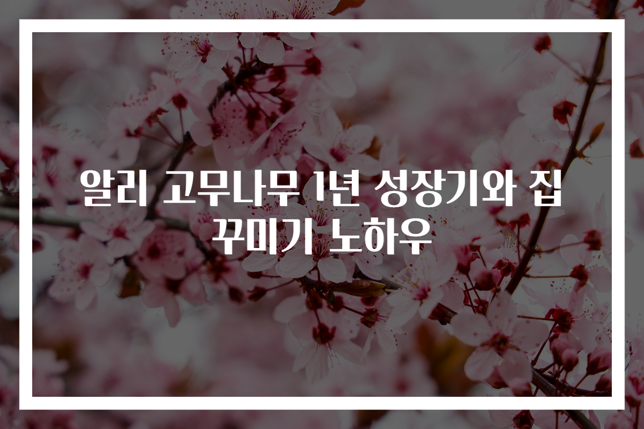 알리 고무나무 1년 성장기와 집 꾸미기 노하우