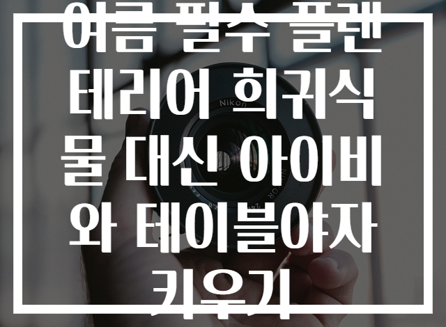 여름 필수 플랜테리어 희귀식물 대신 아이비와 테이블야자 키우기