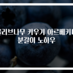 올리브나무 키우기 아르베키나 분갈이 노하우