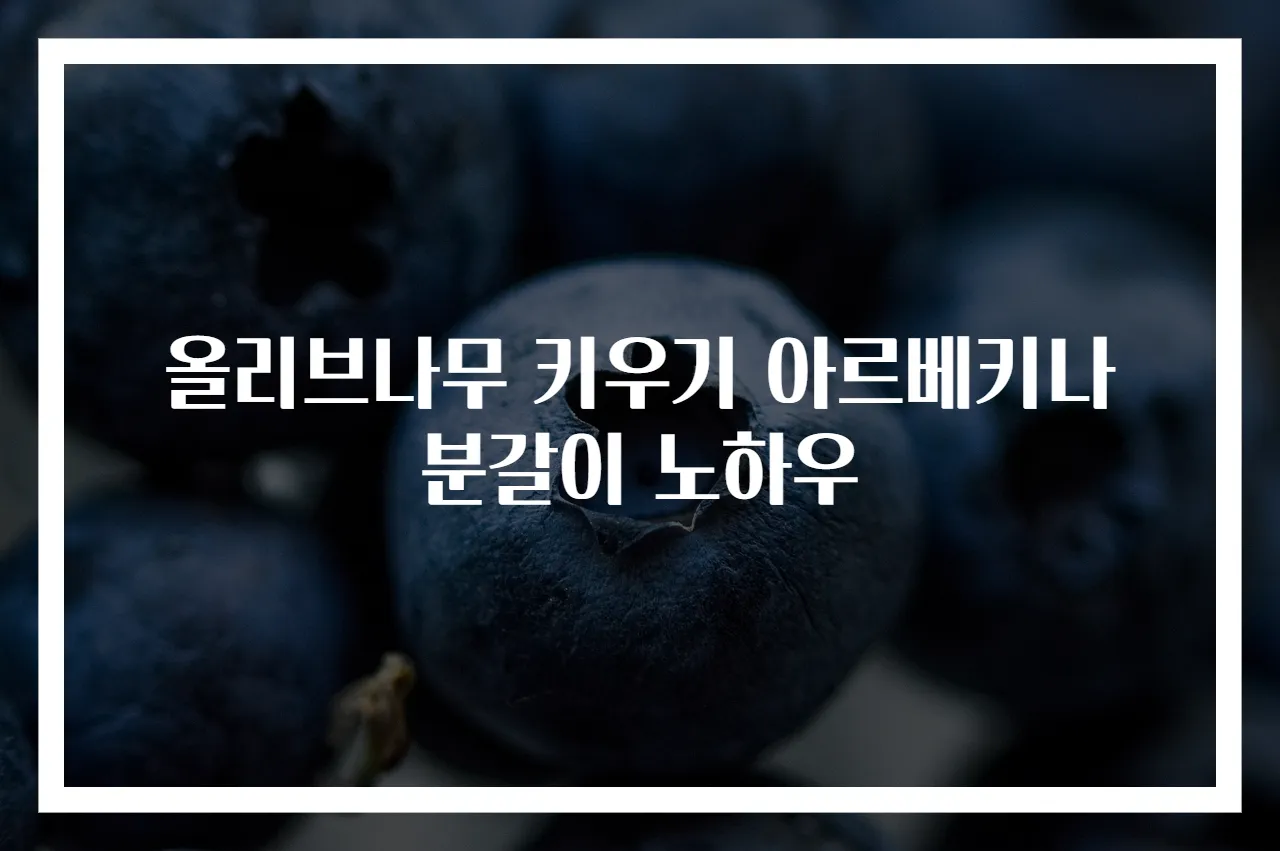 올리브나무 키우기 아르베키나 분갈이 노하우