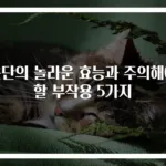 은단의 놀라운 효능과 주의해야 할 부작용 5가지